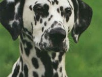 In Erinnerung an Chéri + Backe (+ Liz)