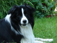 BCB Break My Heart wird Zuchtrüde