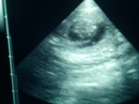 Laura ist trächtig!