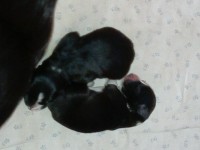 Unser E-Wurf ist geboren