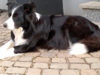 Laura am 55. Trächtigkeitstag