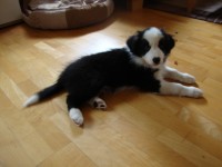 Excellent Ezac „Zac“ zieht aus