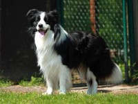 BCB Cupid’s Bow „Kenzo“ hat eine A-Hüfte