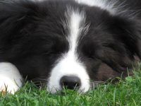 Lany besteht Eignungsprüfung zum Therapiebegleithund