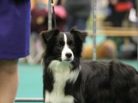 CAC/CACIB Eindhoven (NL) – Lany V1