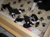 BCB C-Wurf = 3 Jahre