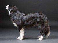 CACIB und ESA Dortmund