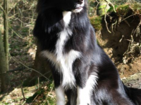 E-Wurf Elly und Lany = HD A1, ED 0/0 + OCD frei