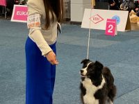 CACIB Dortmund – Lany wird Veteranenchampion!